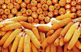 ũս