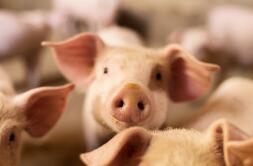 牧原股份：1-2月份生猪销售收入146.65亿元